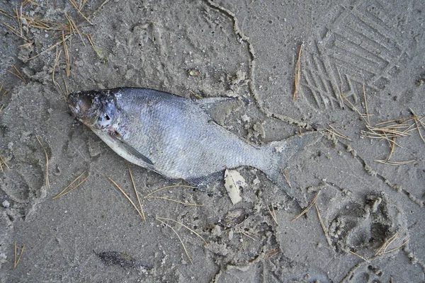 Dead fish lies on the coastal sand close up Royalty Free Stock Images