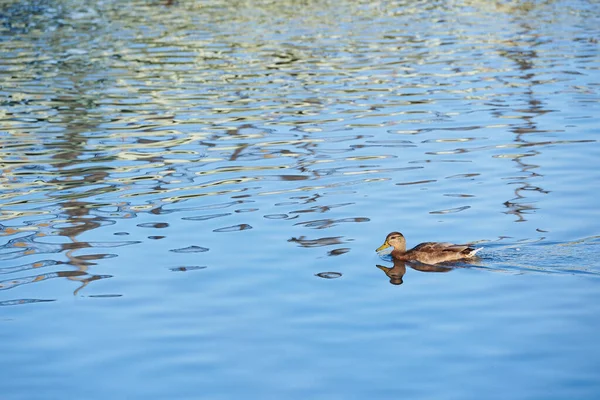 Stockente schwimmt im klaren, blauen Wasser — Stockfoto