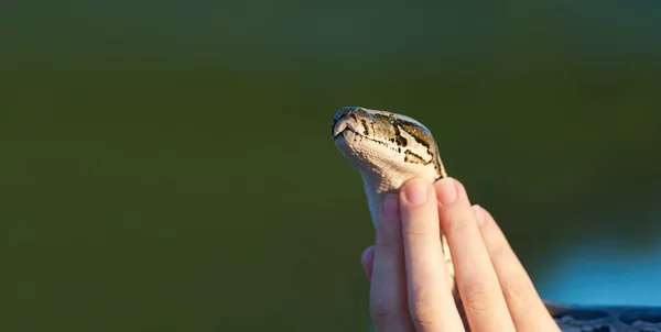 Kígyó piton megszelídítve a női kezekben. — Stock Fotó