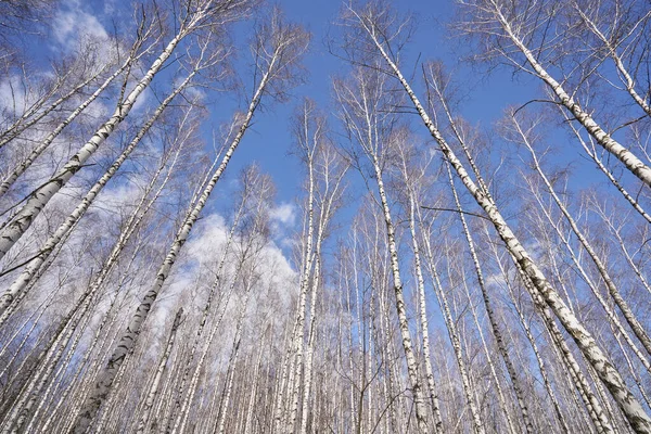 Baharda mavi gökyüzüne karşı ağaç dallarının alt görünümü — Stok fotoğraf