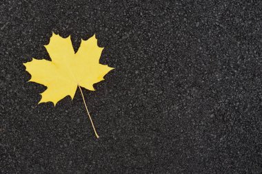Bir sarı sonbahar akçaağaç yaprağı asfaltta yatıyor.