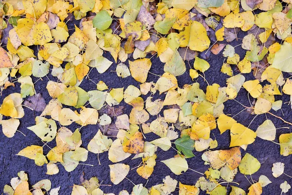 Fallen autumn poplar leaves lie on the ground — Stock Photo, Image