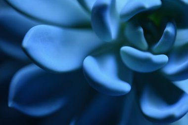 Succulent plant in blue color close up macro, stock photo clipart