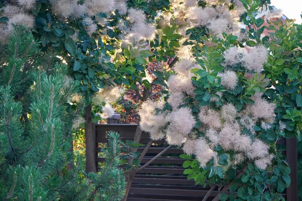 Scumpia cotinus shrub with fluffy branches in the home garden — 스톡 사진