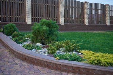 Ev bahçesinin çiçek tarlasında kozalaklı çalılar.