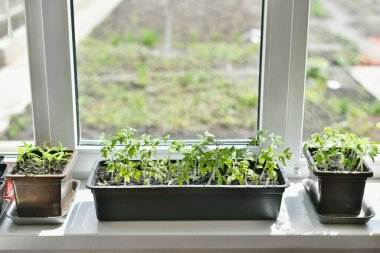 Pencere kenarında domates filizli tencere var.