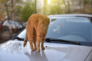 Komik kızıl kedi uyuduktan sonra geriniyor.