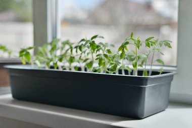 Pencere kenarındaki tencerede taze domates filizleri