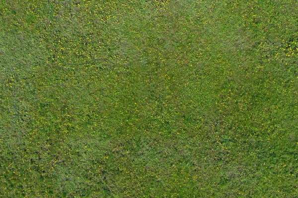 Widok z góry zielonej trawy i żółte mniszki lekarskie, naturalne tło — Zdjęcie stockowe