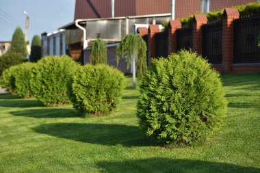 Tui top şeklinde budanmış, bahçe çalı ağacı gibi.