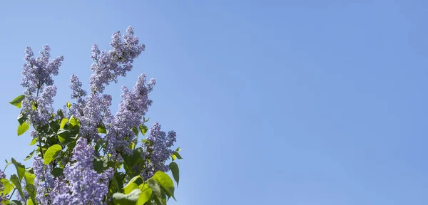 Rama exuberante de lila contra el cielo azul con un espacio de copia — Foto de Stock