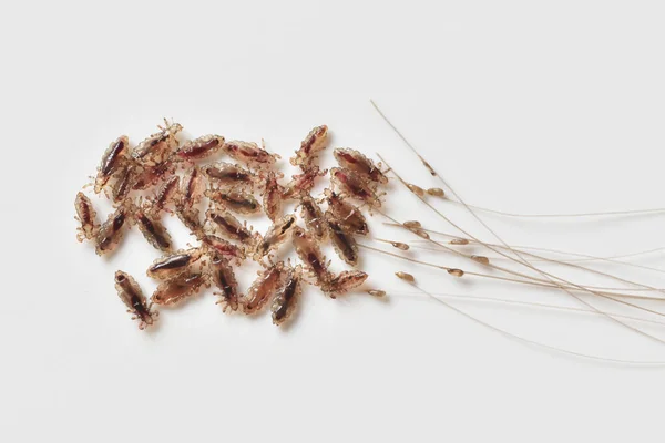 Group of head lice and their nits eggs on a white background — Stock Photo, Image