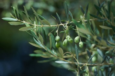 Olgunlaşırken taze yeşil zeytinlerle dallanır.