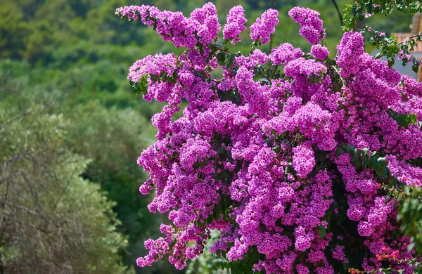 Gran arbusto floreciente de buganvilla magenta en un día soleado — Foto de Stock