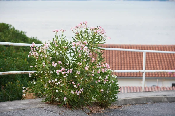 Цвітіння куща олеандр росте з асфальту на дорозі. Концепція боротьби — стокове фото