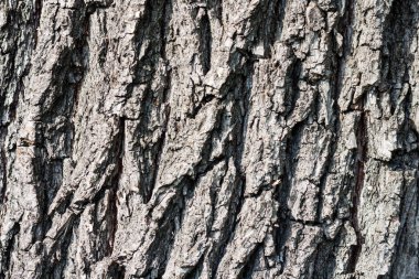 Sonbahar parkında yaşlı bir ağacın kahverengi ve gri kabuğu