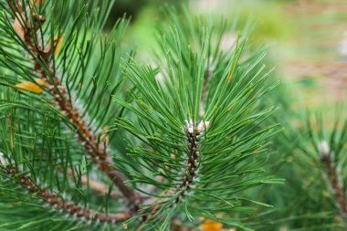 Spruce, sonbahar parkında yeşil Noel ağacı dalı, yeni yıl arkaplanı metin için fotokopi alanı