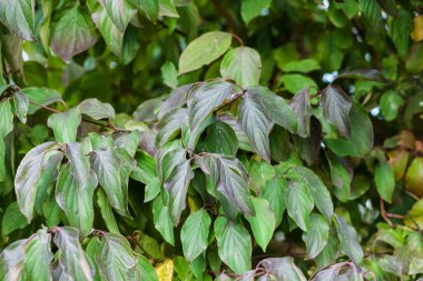 Yapraklar sonbahar gününde yakınlarda, yeşil arka planda yumuşak odak