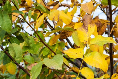 Sonbahar portakal yaprakları sonbahar günü arka planında ağaçta