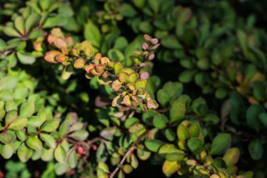 Yapraklar sonbahar gününde yakınlarda, yeşil arka planda yumuşak odak