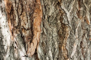Sonbahar parkında yaşlı bir ağacın kahverengi ve gri kabuğu