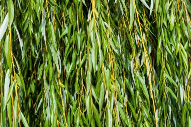 Sonbahar parkında yeşil söğüt dalları