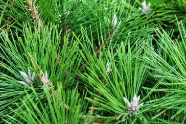 Spruce, sonbahar parkında yeşil Noel ağacı dalı, yeni yıl arkaplanı metin için fotokopi alanı