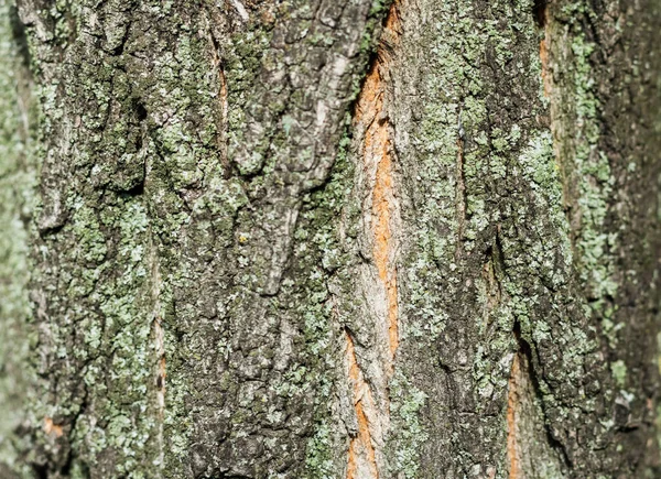 雨の後の秋の公園の緑の苔で覆われた古い木の茶色と灰色の樹皮 — ストック写真