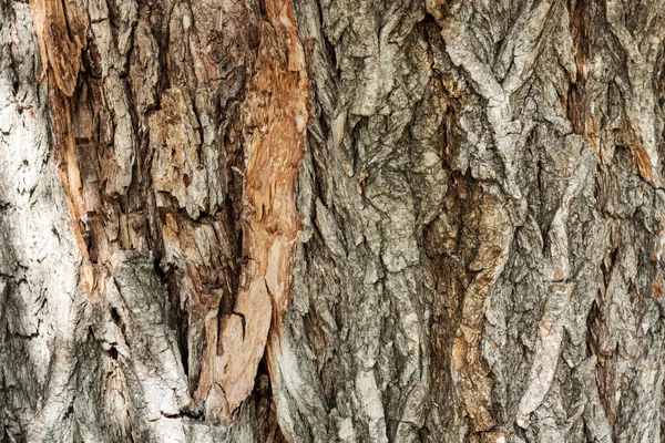 秋の公園の古い木の茶色と灰色の樹皮 — ストック写真