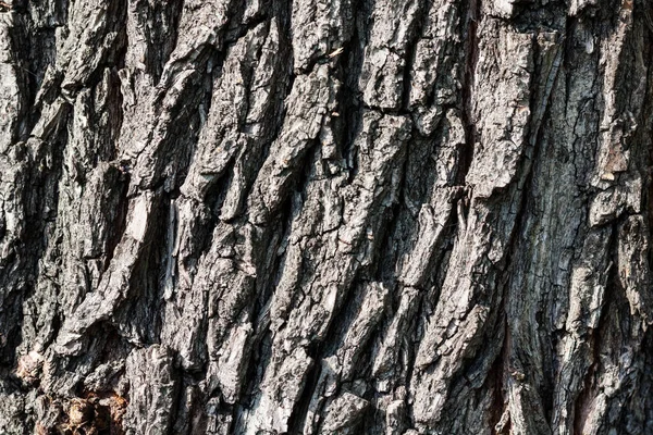 Sonbahar Parkında Yaşlı Bir Ağacın Kahverengi Gri Kabuğu — Stok fotoğraf