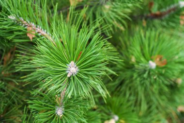 Spruce, sonbahar parkında yeşil Noel ağacı dalı, yeni yıl arkaplanı metin için fotokopi alanı