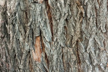 Sonbahar parkında yaşlı bir ağacın kahverengi ve gri kabuğu