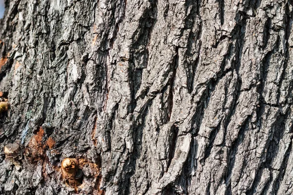 秋の公園の古い木の茶色と灰色の樹皮 — ストック写真