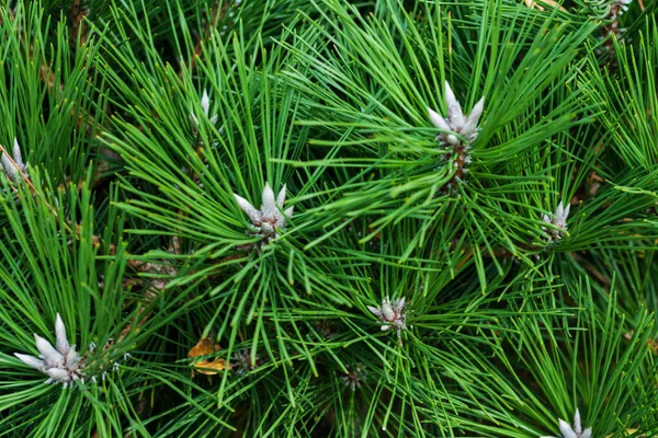 Épinette Branche Arbre Noël Vert Dans Parc Automne Fond Nouvel — Photo