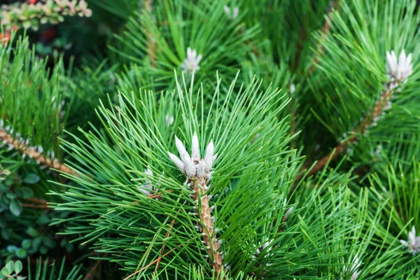 Épinette Branche Arbre Noël Vert Dans Parc Automne Fond Nouvel — Photo