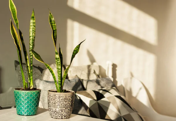 舒适的室内装饰 桑西韦里亚 蛇的植物 在一个白色的桌子上的一个白色的床的背景与装饰枕头 现代设计在一个阳光灿烂的日子 — 图库照片