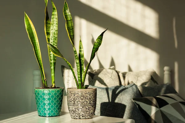 Rumah Yang Nyaman Dekorasi Interior Sansevieria Tanaman Ular Dalam Pot Stok Foto