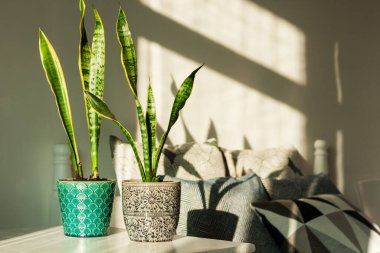 Konforlu ev dekorasyonu, seramik kaplarda seramik kaplar içinde Sansevieria (yılan fabrikası) dekoratif yastıklı beyaz bir yatağın arka planında, güneşli bir günde modern tasarım.