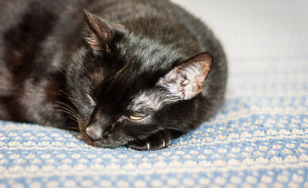 stock image black cat lies on a blue blanket, close-up, selective focus