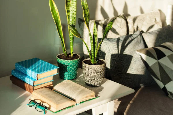 Distance home education: pile of books in colorful covers, glasses, cup of tea and Sansevieria (snake plant) in ceramic pots on a white table on the background of a bed with decorative pillows.