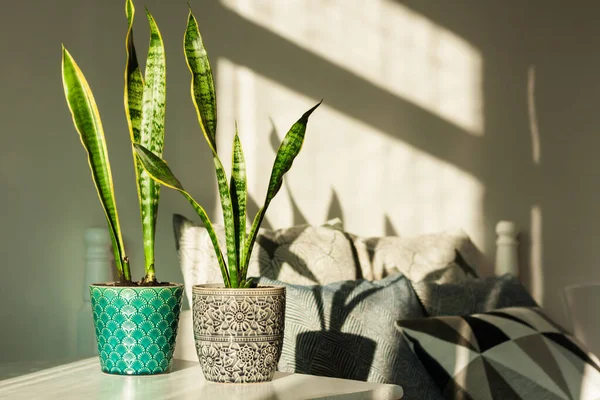 Acogedora Decoración Interior Del Hogar Sansevieria Planta Serpiente Macetas Cerámica Fotos De Stock Sin Royalties Gratis