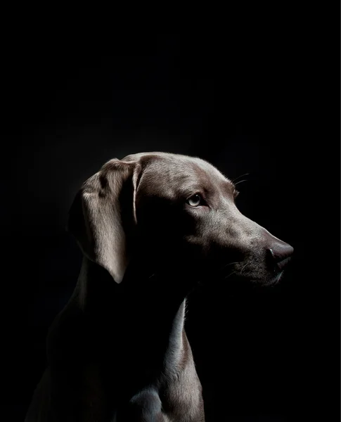 Perro sobre fondo negro — Foto de Stock