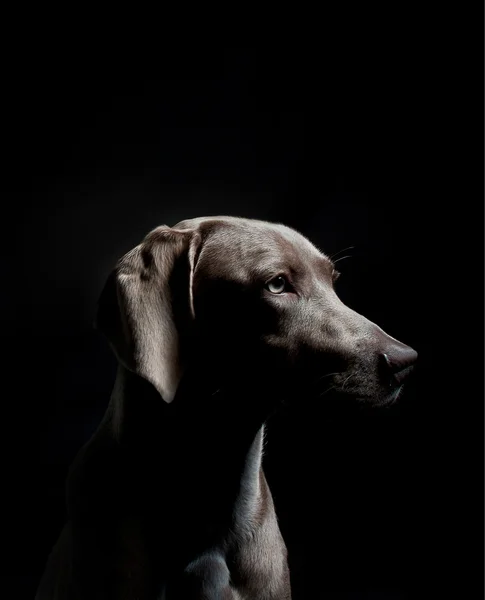 Dog on black background