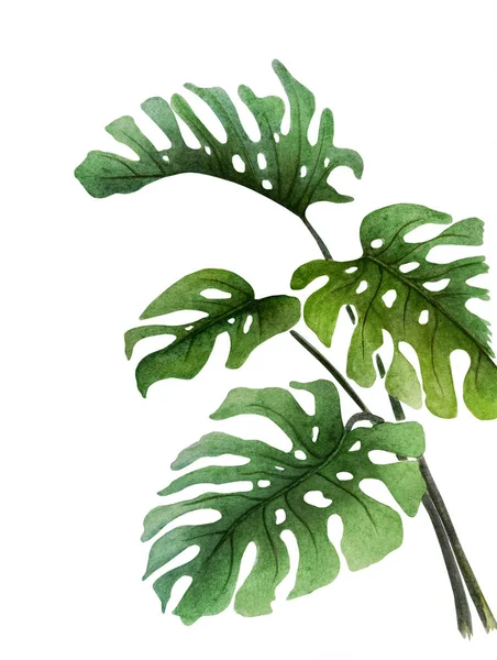 Aquarel Illustratie Met Verschillende Monstera Bladeren Close Kan Gebruikt Worden — Stockfoto