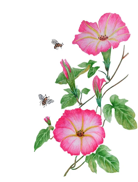 Aquarel Met Een Bloeiende Tak Ipomoea Prachtige Roze Bloemen Van — Stockfoto