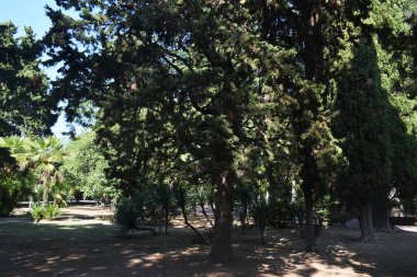 Sochi 'nin doğası. Parklar ve deniz..