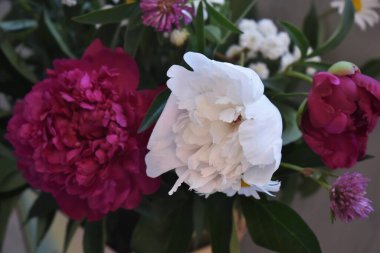 Şakayık çiçekleri yakın plan.