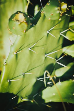 Büyük yeşil kaktüs iğneleri.