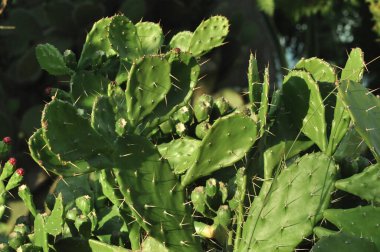 Büyük yeşil kaktüs iğneleri.