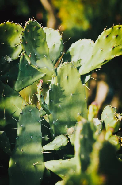 Nagy Mennyiségű Zöld Kaktusztű — Stock Fotó